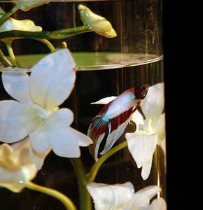 Peces en tu boda pecera_11_290x300 