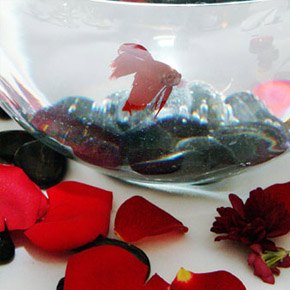 Peces en tu boda pecera_8_290x290 