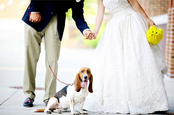 Tu mascota, el primer invitado a tu boda mascota_10_600x397 