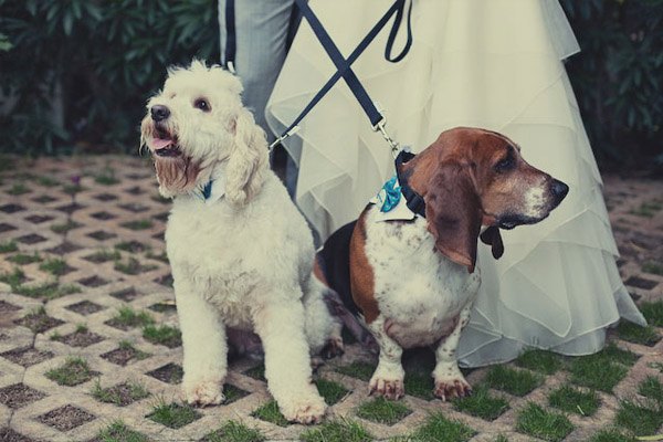 Tu mascota, el primer invitado a tu boda mascota_3_600x400 