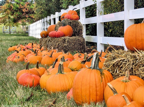 Te darán calabazas calabaza_2_600x445 