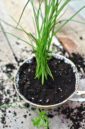 Diy: Macetas en tazas de té taza_planta_3_290x439 