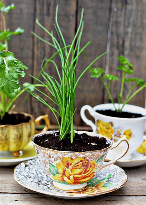 Diy: Macetas en tazas de té taza_planta_4_600x842 