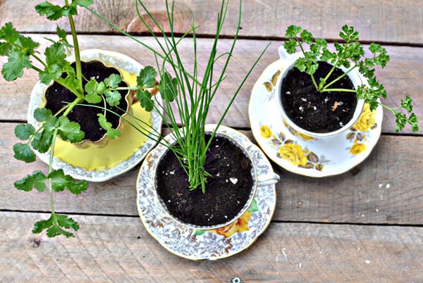 Diy: Macetas en tazas de té taza_planta_5_600x402 