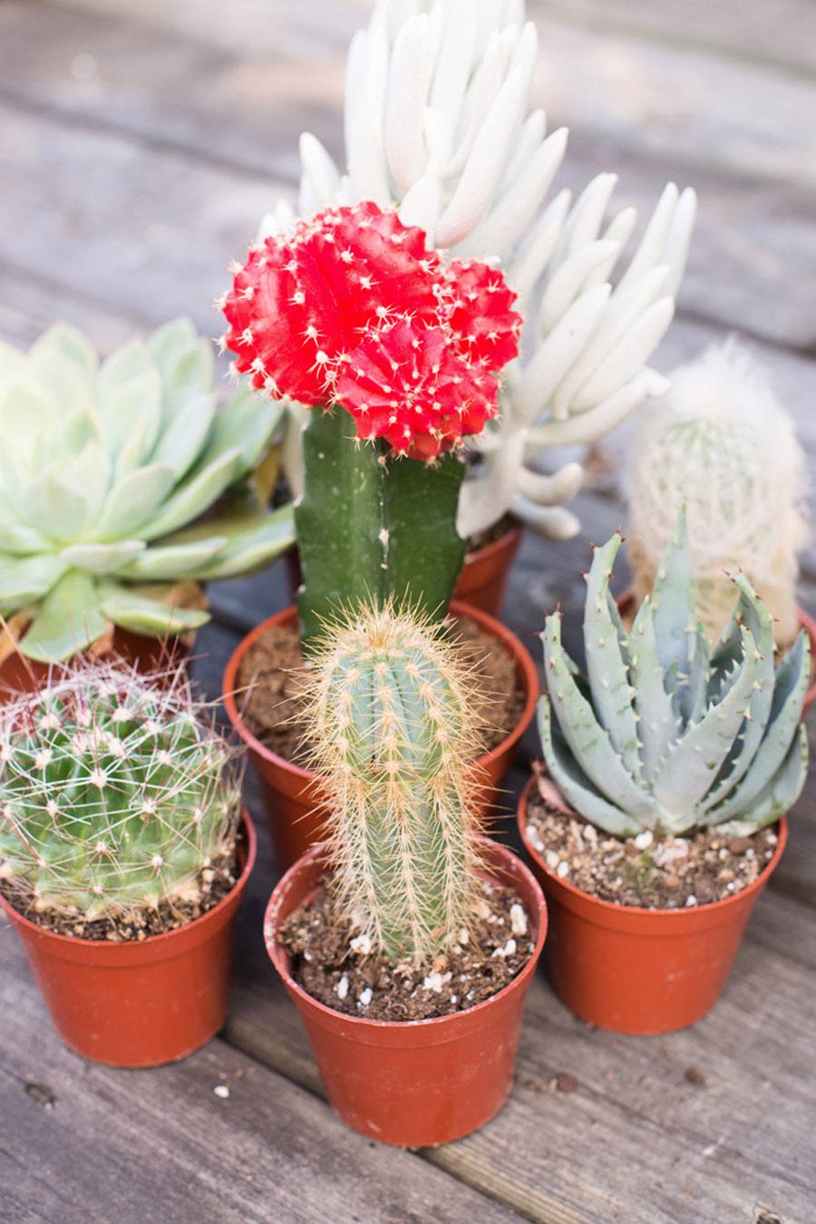 DIY MINI CACTUS EN TAZAS DE TÉ boda-tutorial 