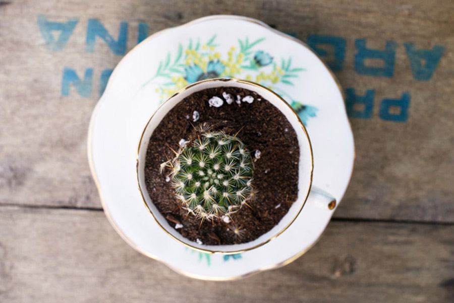 DIY MINI CACTUS EN TAZAS DE TÉ tutorial-boda-cactus 