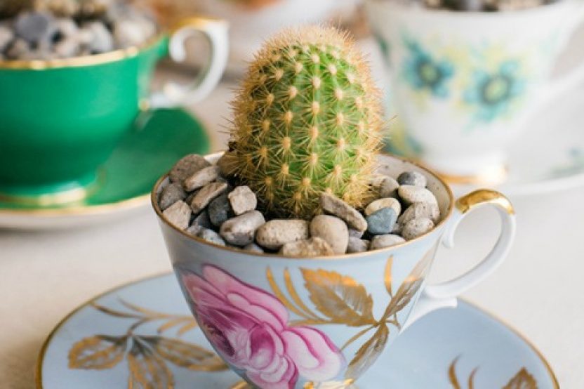 DIY MINI CACTUS EN TAZAS DE TÉ