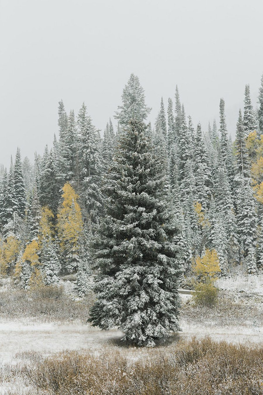 UNA BODA DE INVIERNO EN LA MONTAÑA bodas-navidad 