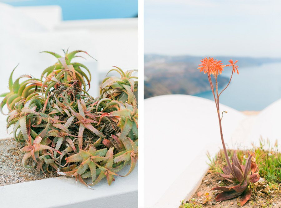 BODA ÍNTIMA EN SANTORINI santorini-vegetacion 