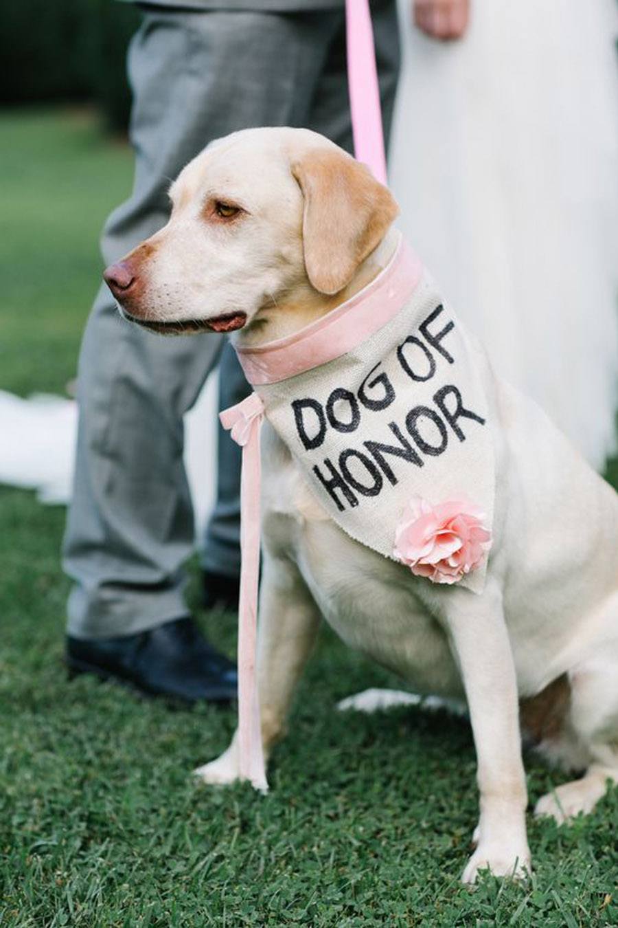 DOG OF HONOR-PERRO DE HONOR dog-of-honor 