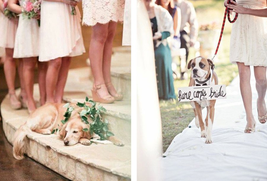 DOG OF HONOR-PERRO DE HONOR perro-boda-1 