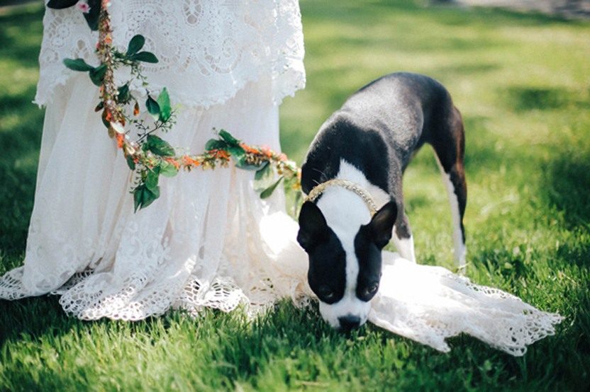 DIY: CORREA PARA TU MASCOTA DE HONOR