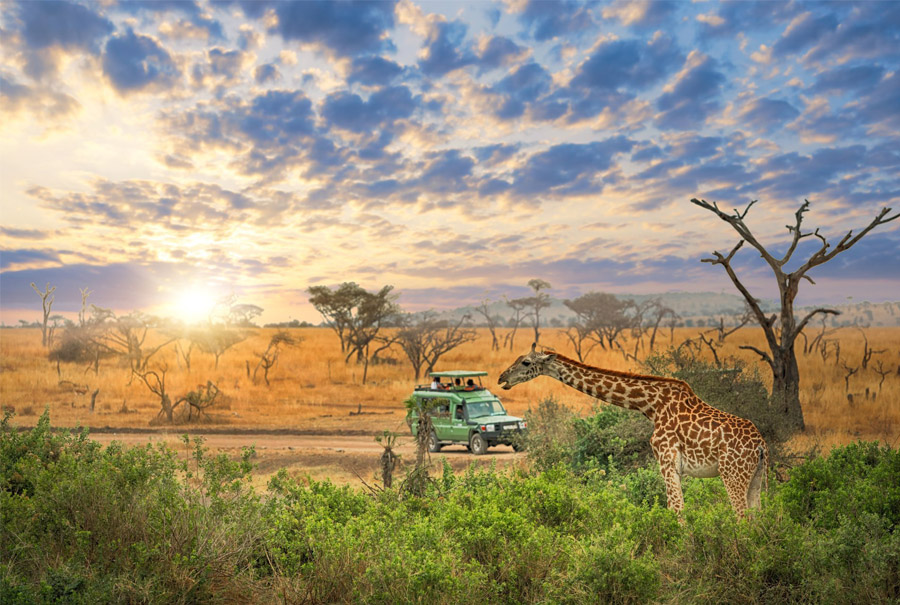 CONSEJOS PARA TU LUNA DE MIEL EN TANZANIA: VISADO, QUÉ VISITAR, SAFARIS safari-tanzania 