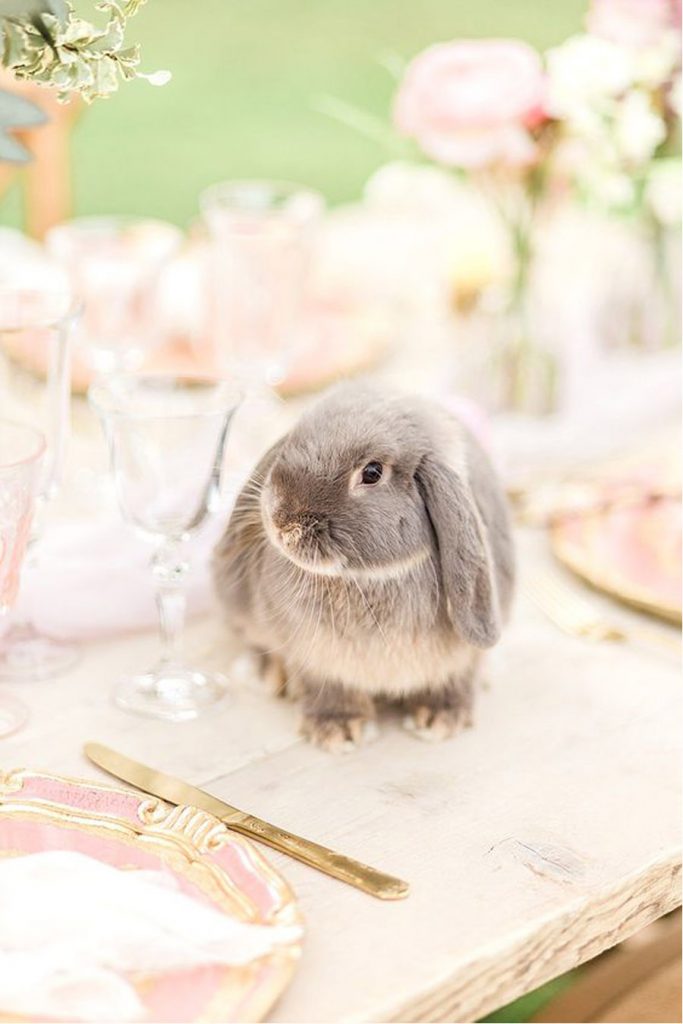 UN CONEJITO DE PASCUA EN TU BODA conejito-de-pascua-683x1024 